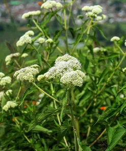 White Boneset Flower Seeds - Eupatorium Perfoliatum - 200 Seeds - Image 10