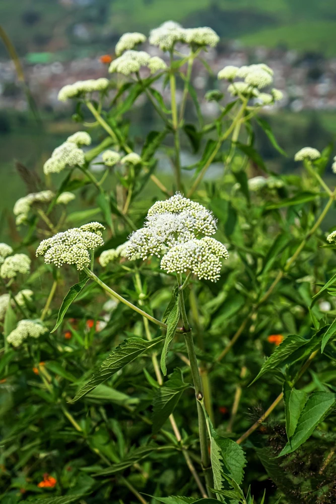 White Boneset Flower Seeds - Eupatorium Perfoliatum - 200 Seeds - Image 10