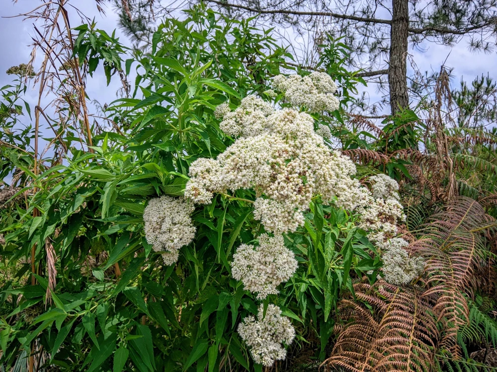 White Boneset Flower Seeds - Eupatorium Perfoliatum - 200 Seeds - Image 11