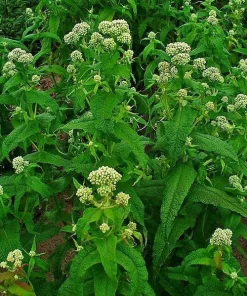 White Boneset Flower Seeds - Eupatorium Perfoliatum - 200 Seeds - Image 2
