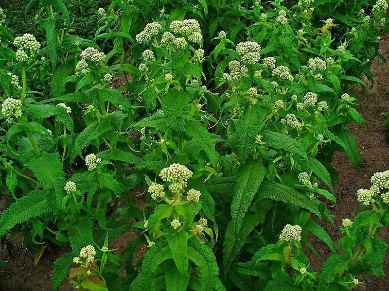 White Boneset Flower Seeds - Eupatorium Perfoliatum - 200 Seeds - Image 2