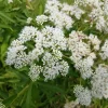 White Boneset Flower Seeds - Eupatorium Perfoliatum - 200 Seeds - Image 1