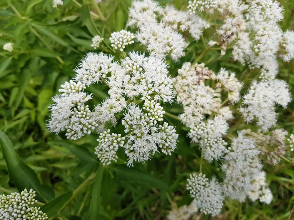 White Boneset Flower Seeds - Eupatorium Perfoliatum - 200 Seeds - Image 1