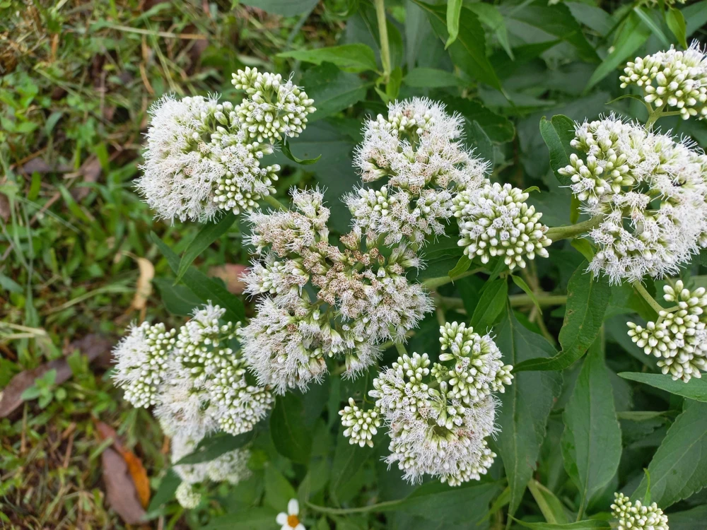 White Boneset Flower Seeds - Eupatorium Perfoliatum - 200 Seeds - Image 3