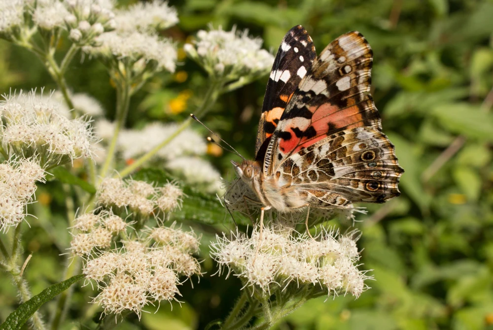 White Boneset Flower Seeds - Eupatorium Perfoliatum - 200 Seeds - Image 4