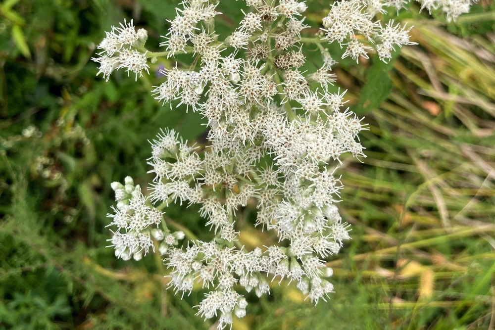 White Boneset Flower Seeds - Eupatorium Perfoliatum - 200 Seeds - Image 5