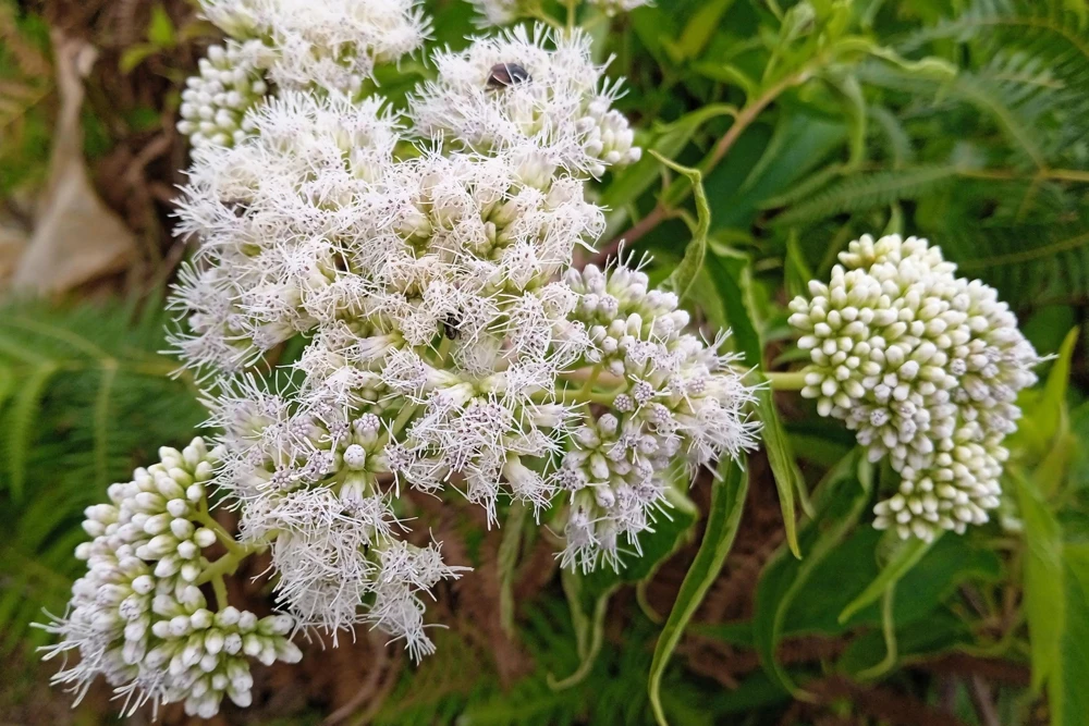 White Boneset Flower Seeds - Eupatorium Perfoliatum - 200 Seeds - Image 6