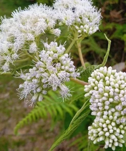 White Boneset Flower Seeds - Eupatorium Perfoliatum - 200 Seeds - Image 7