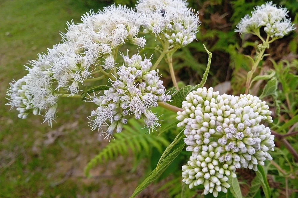 White Boneset Flower Seeds - Eupatorium Perfoliatum - 200 Seeds - Image 7