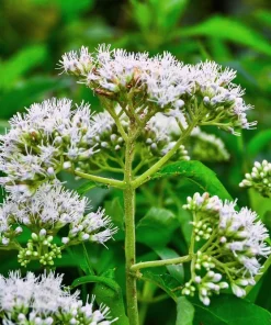 White Boneset Flower Seeds - Eupatorium Perfoliatum - 200 Seeds - Image 8