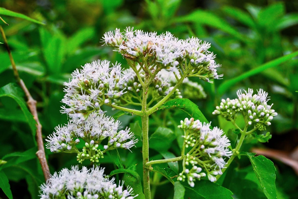 White Boneset Flower Seeds - Eupatorium Perfoliatum - 200 Seeds - Image 8