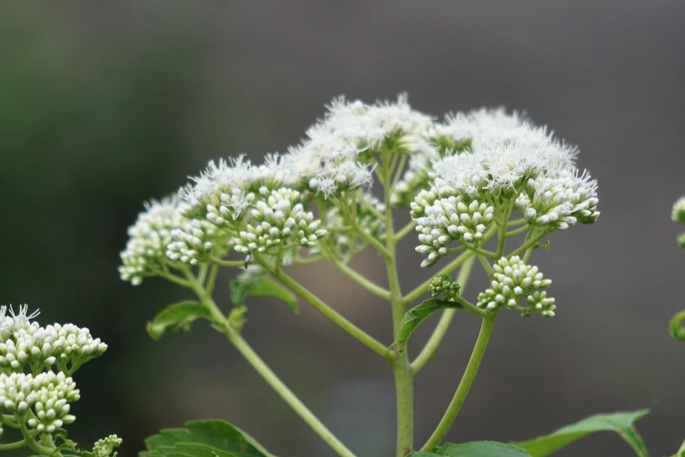 White Boneset Flower Seeds - Eupatorium Perfoliatum - 200 Seeds - Image 9
