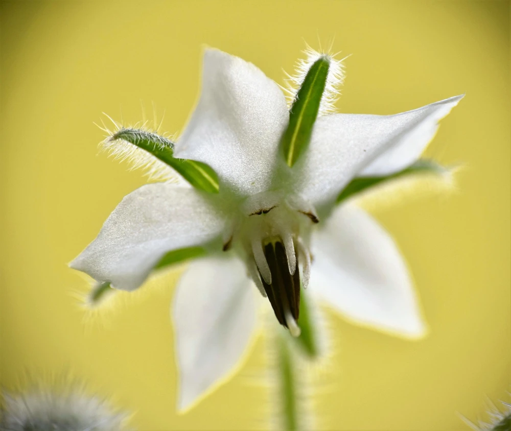 White Borage Seeds - Borago Officinalis Bianca Herb Flower - 50 Seeds - Image 10