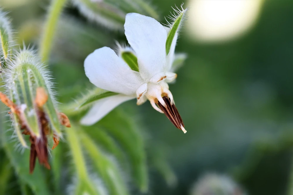 White Borage Seeds - Borago Officinalis Bianca Herb Flower - 50 Seeds - Image 2