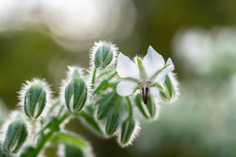 White Borage Seeds - Borago Officinalis Bianca Herb Flower - 50 Seeds - Image 3