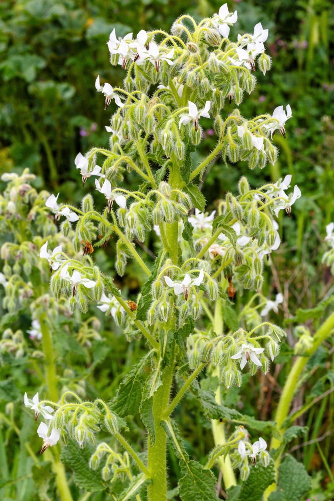 White Borage Seeds - Borago Officinalis Bianca Herb Flower - 50 Seeds - Image 4
