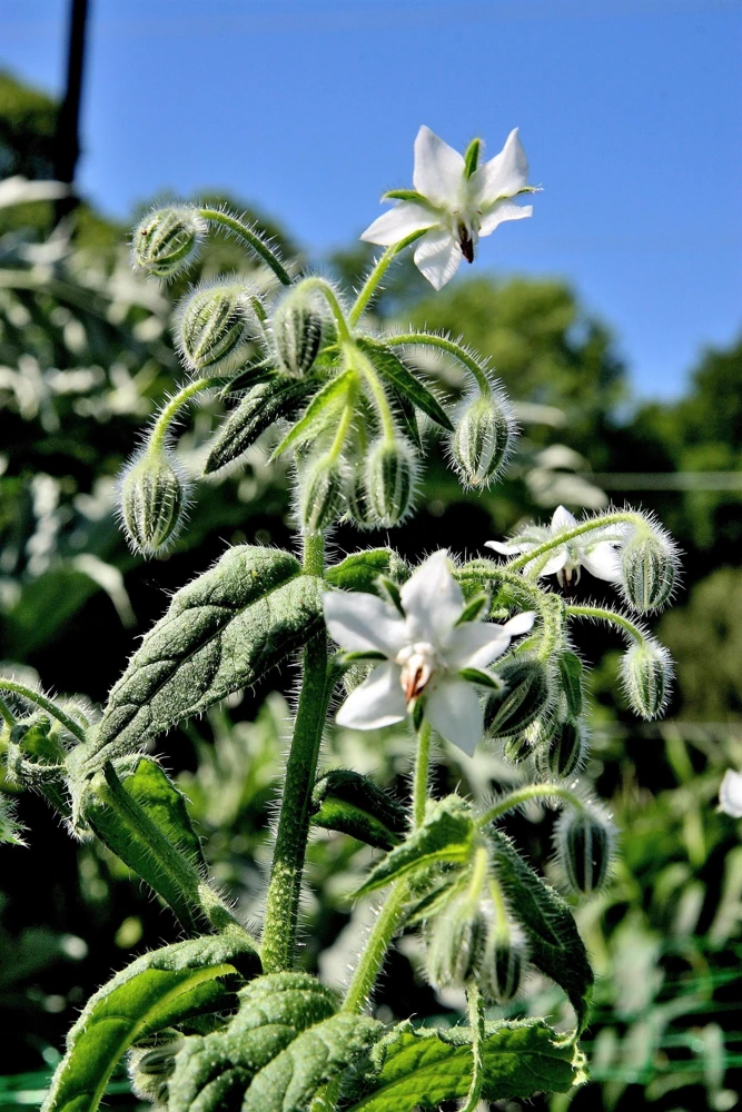White Borage Seeds - Borago Officinalis Bianca Herb Flower - 50 Seeds - Image 5
