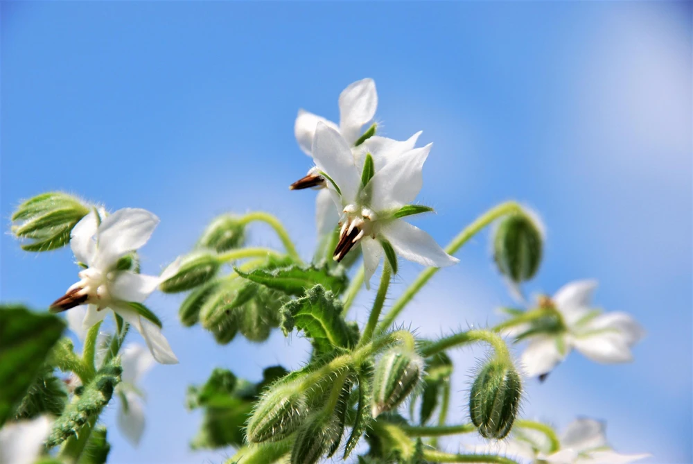 White Borage Seeds - Borago Officinalis Bianca Herb Flower - 50 Seeds - Image 6
