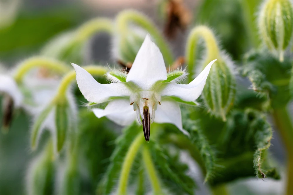 White Borage Seeds - Borago Officinalis Bianca Herb Flower - 50 Seeds - Image 7