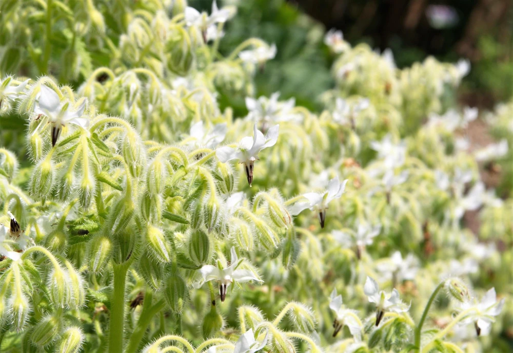 White Borage Seeds - Borago Officinalis Bianca Herb Flower - 50 Seeds - Image 1