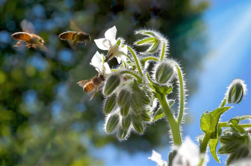 White Borage Seeds - Borago Officinalis Bianca Herb Flower - 50 Seeds - Image 8