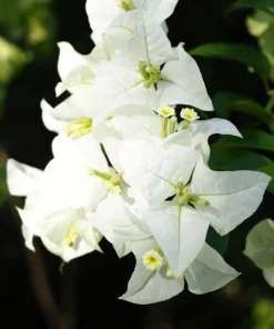 White Bougainvillea Live Plant - Thornless Miss Alice Shrub - Pack of 2 (4-6 Inches Tall) - Image 2