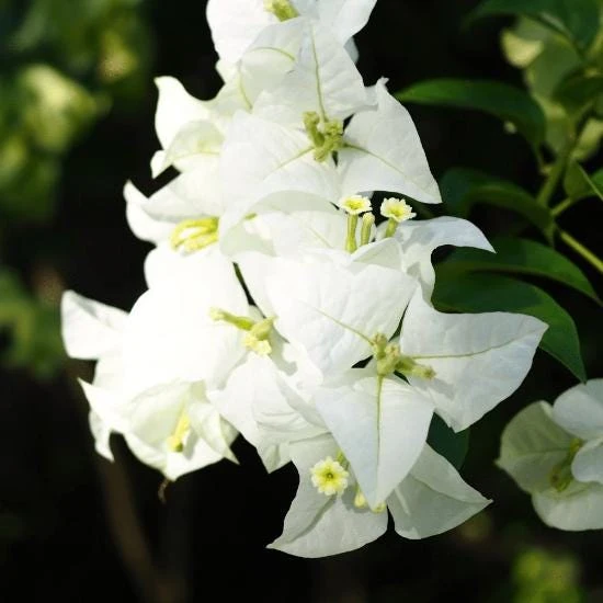 White Bougainvillea Live Plant - Thornless Miss Alice Shrub - Pack of 2 (4-6 Inches Tall) - Image 2