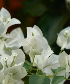 White Bougainvillea Live Plant - Thornless Miss Alice Shrub - Pack of 2 (4-6 Inches Tall) - Image 3