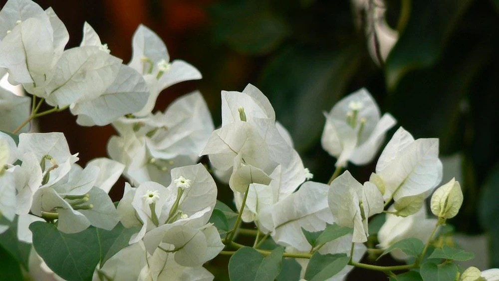 White Bougainvillea Live Plant - Thornless Miss Alice Shrub - Pack of 2 (4-6 Inches Tall) - Image 3