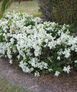 White Bougainvillea Live Plant - Thornless Miss Alice Shrub - Pack of 2 (4-6 Inches Tall) - Image 4