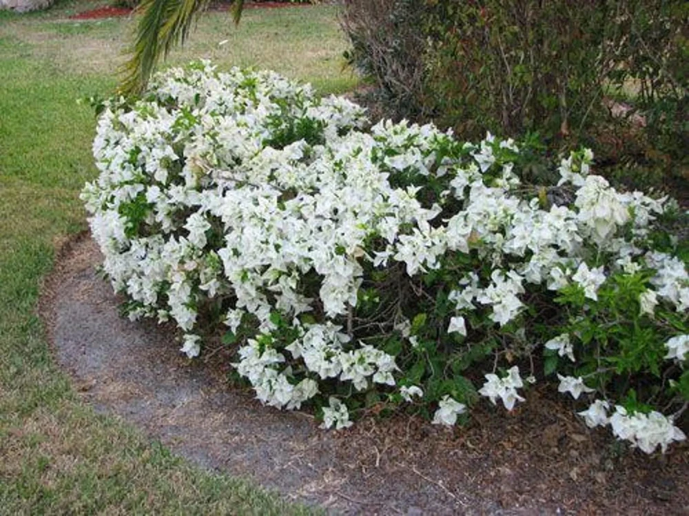 White Bougainvillea Live Plant - Thornless Miss Alice Shrub - Pack of 2 (4-6 Inches Tall) - Image 4
