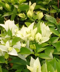White Bougainvillea Live Plant - Thornless Miss Alice Shrub - Pack of 2 (4-6 Inches Tall) - Image 5