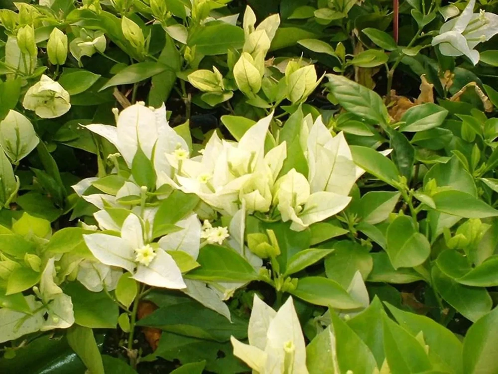 White Bougainvillea Live Plant - Thornless Miss Alice Shrub - Pack of 2 (4-6 Inches Tall) - Image 5