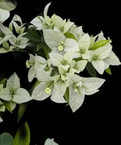 White Bougainvillea Live Plant - Thornless Miss Alice Shrub - Pack of 2 (4-6 Inches Tall) - Image 6