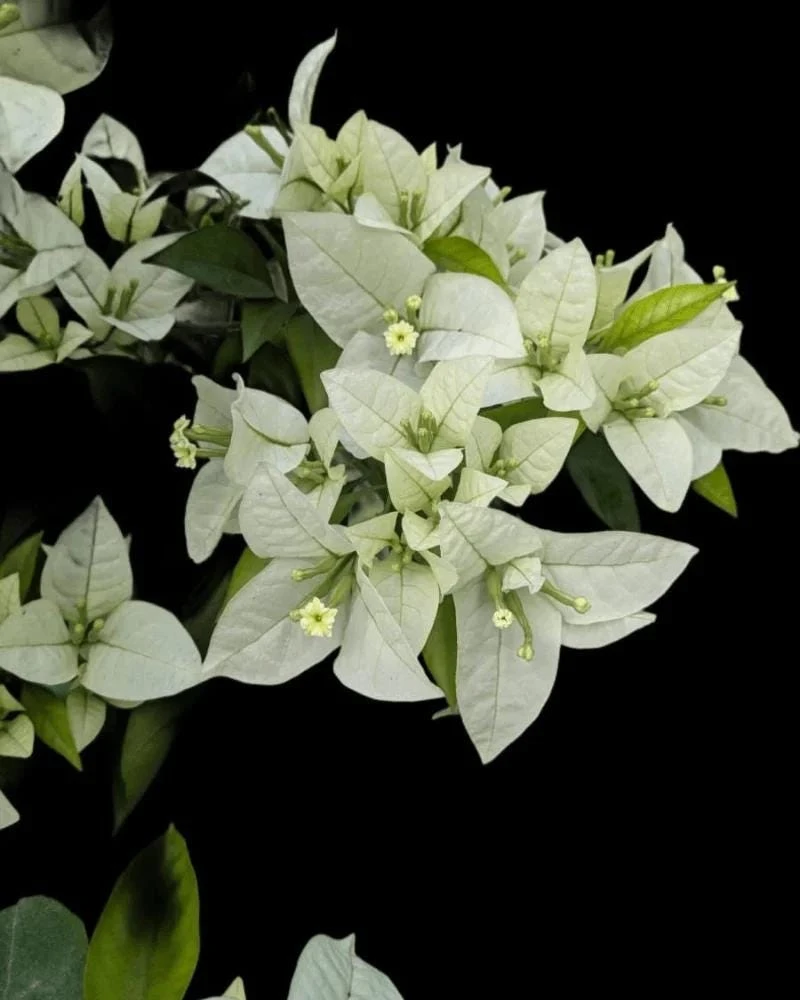 White Bougainvillea Live Plant - Thornless Miss Alice Shrub - Pack of 2 (4-6 Inches Tall) - Image 6