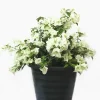 White Bougainvillea Live Plant - Thornless Miss Alice Shrub - Pack of 2 (4-6 Inches Tall) - Image 1