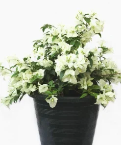 White Bougainvillea Live Plant - Thornless Miss Alice Shrub - Pack of 2 (4-6 Inches Tall) - Image 1