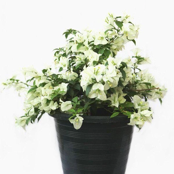 White Bougainvillea Live Plant - Thornless Miss Alice Shrub - Pack of 2 (4-6 Inches Tall) - Image 1