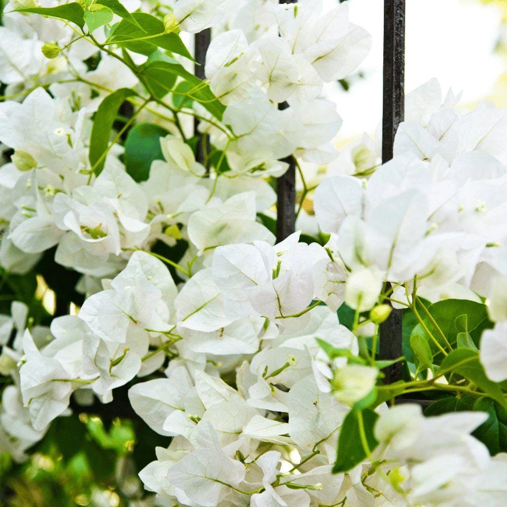 White Bougainvillea Live Plants - Pack of 2, 4-6" Tall, Tropical Outdoor - Image 2