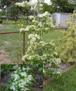 White Bougainvillea Live Plants - Pack of 2, 4-6