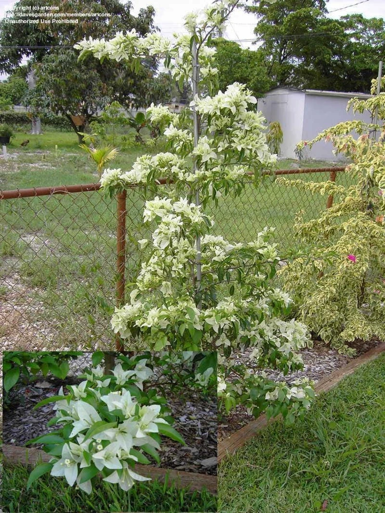 White Bougainvillea Live Plants - Pack of 2, 4-6" Tall, Tropical Outdoor - Image 3