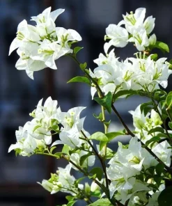 White Bougainvillea Live Plants - Pack of 2, 4-6