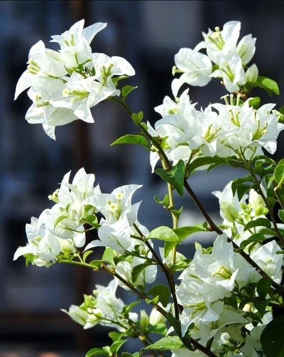 White Bougainvillea Live Plants - Pack of 2, 4-6" Tall, Tropical Outdoor - Image 4
