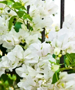 White Bougainvillea Live Plants - Pack of 2, 4-6