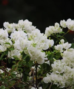 White Bougainvillea Live Plants - Pack of 2, 4-6