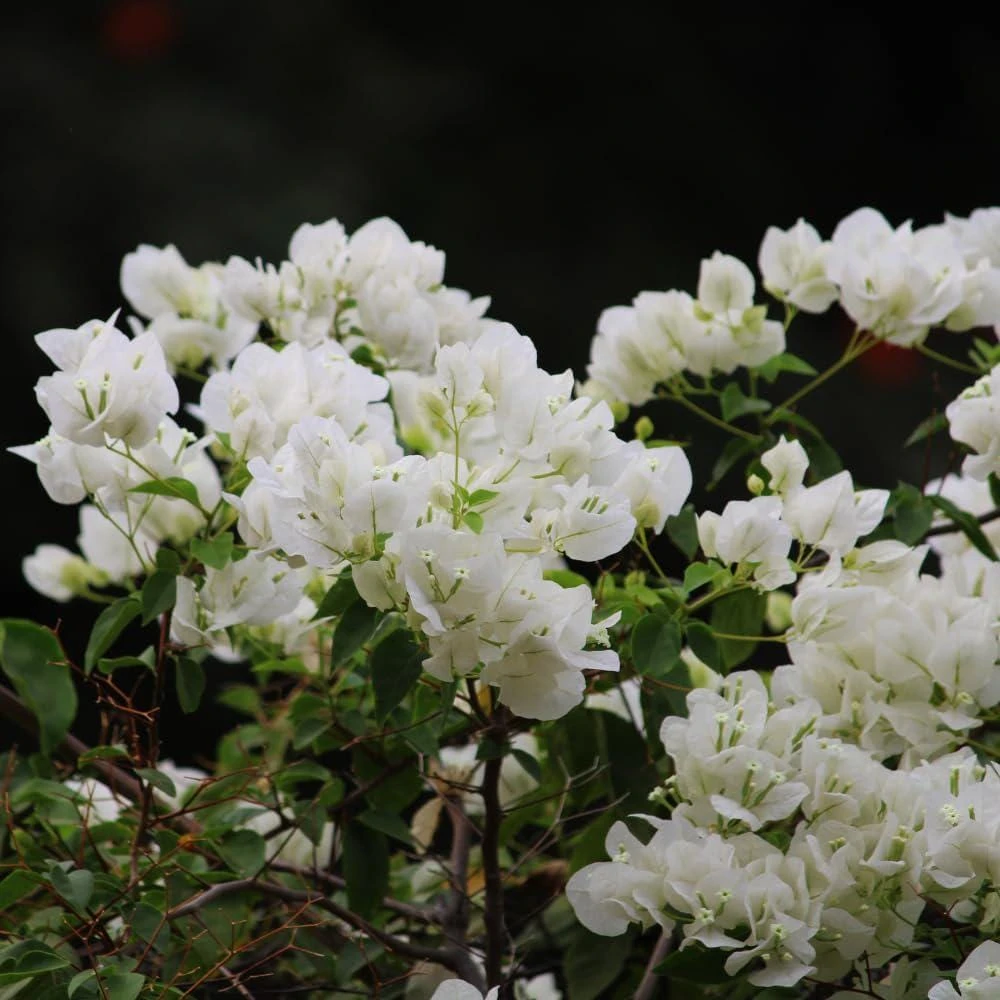White Bougainvillea Live Plants - Pack of 2, 4-6" Tall, Tropical Outdoor - Image 6