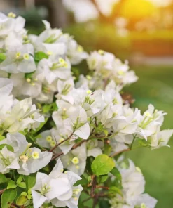 White Bougainvillea Live Plants - Pack of 2, 4-6