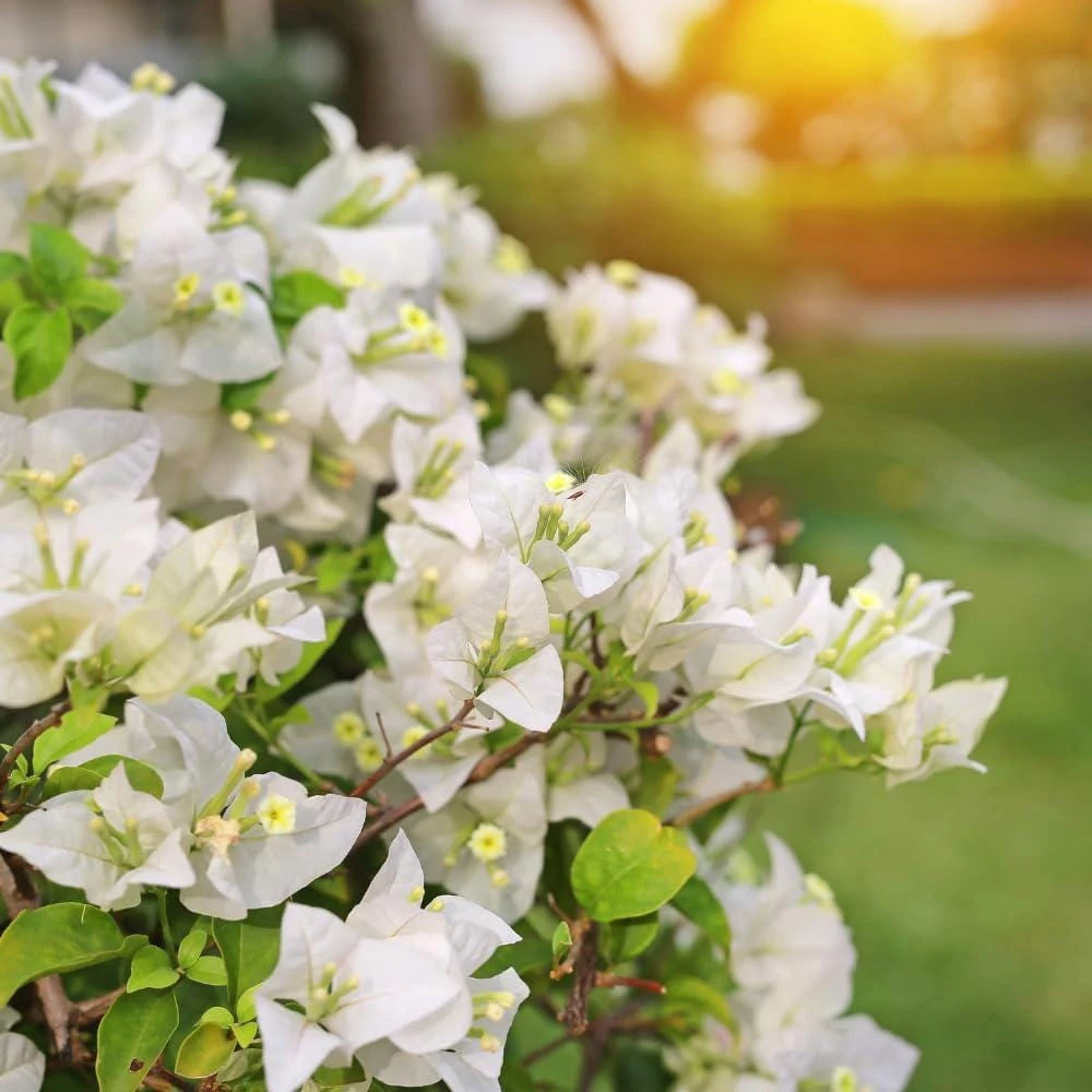 White Bougainvillea Live Plants - Pack of 2, 4-6" Tall, Tropical Outdoor - Image 1