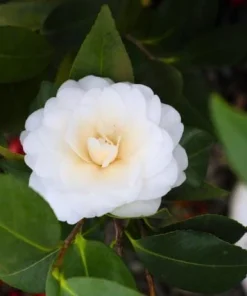 White Camellia Live Plant - Evergreen Shrub, White Blooms, 10-12" Tall in 4" Pot - Image 2