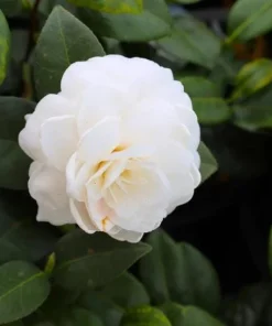 White Camellia Live Plant - Evergreen Shrub, White Blooms, 10-12